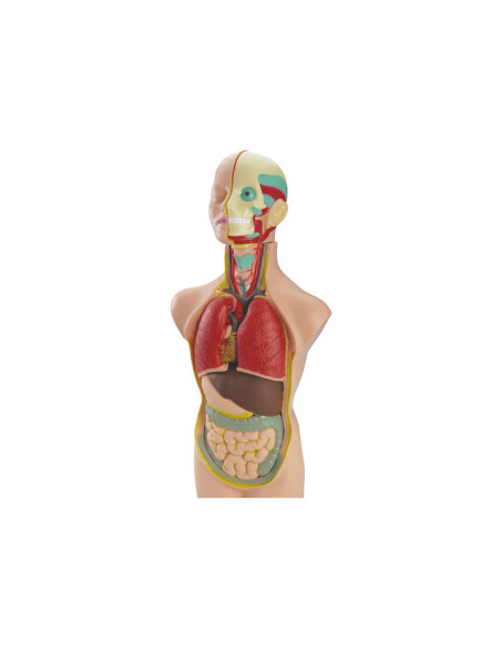 SET DE ANATOMÍA MINILAND