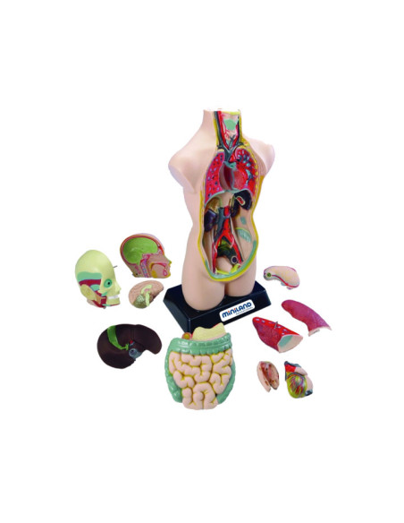SET DE ANATOMÍA MINILAND