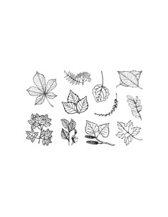 SELLOS ACRÍLICOS INNSPIRO HOJAS 2