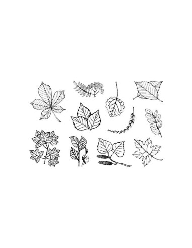 SELLOS ACRÍLICOS INNSPIRO HOJAS