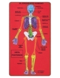 GOMA EVA FIXO KIDS PUZLE 157x28 cm ESQUELETO HUMANO