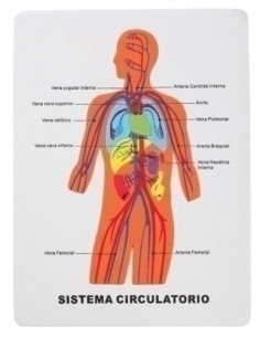 GOMA EVA FIXO KIDS PUZLE 225x28 cm SISTEMA CIRCULATORIO