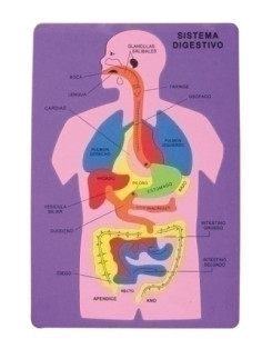 GOMA EVA FIXO KIDS PUZLE 26x36 cm SISTEMA DIGESTIVO