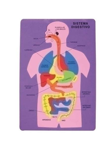 GOMA EVA FIXO KIDS PUZLE 26x36 cm SISTEMA DIGESTIVO