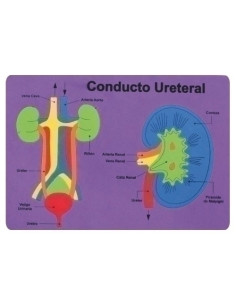 GOMA EVA FIXO KIDS PUZLE 26x36 cm SISTEMA RENAL