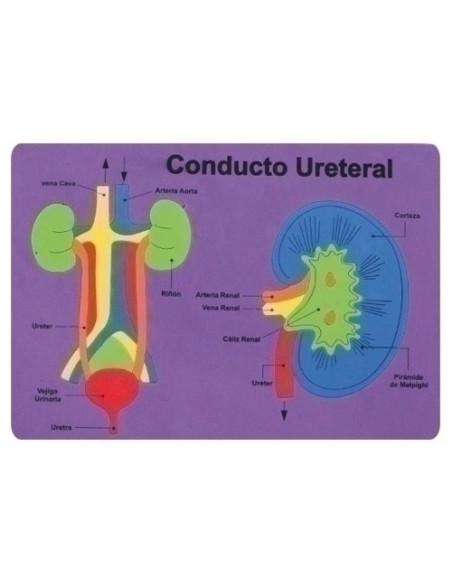 GOMA EVA FIXO KIDS PUZLE 26x36 cm SISTEMA RENAL